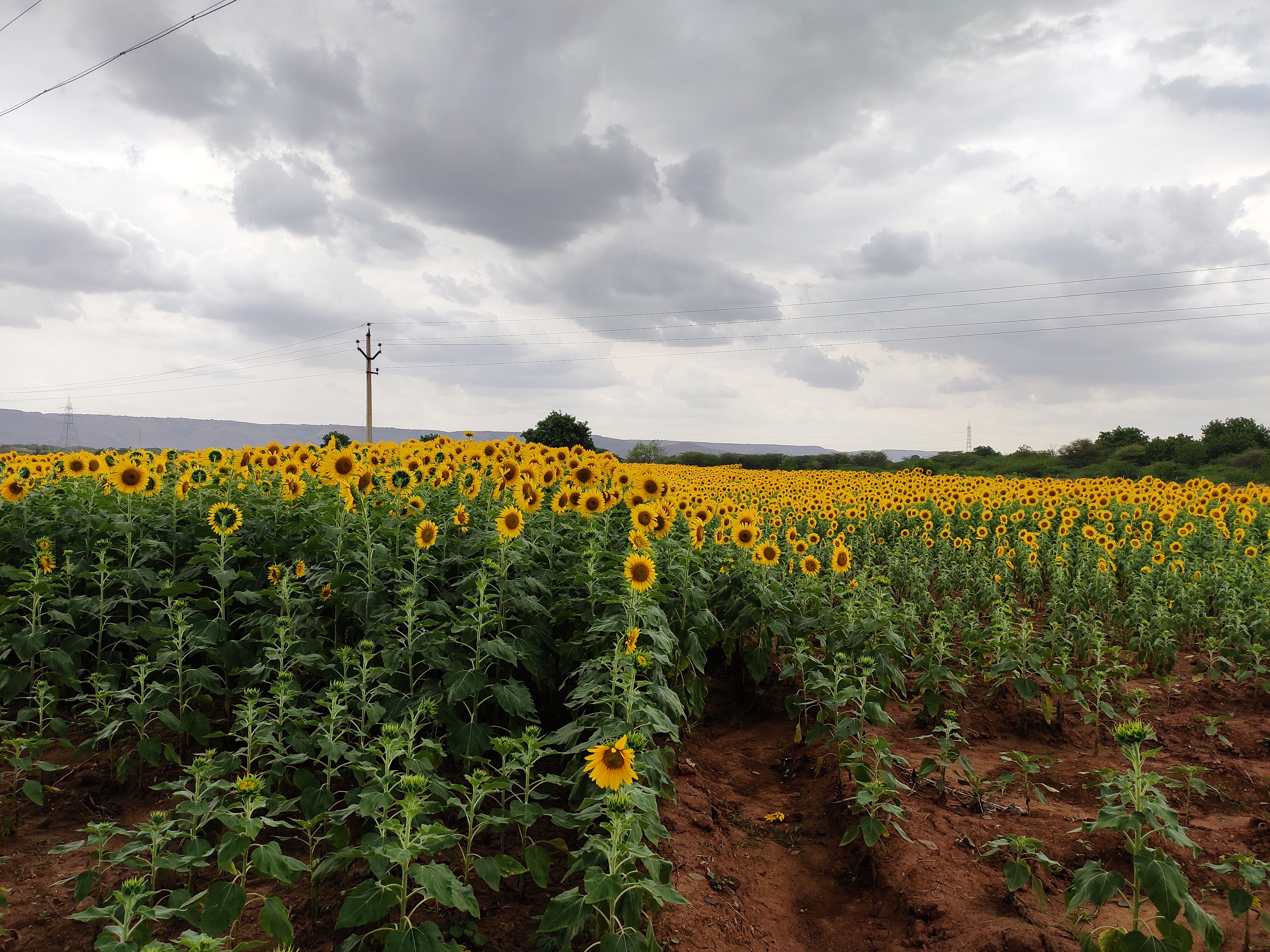 Sunflowers on the way to Gandikota - Grand Canyon of India